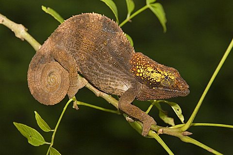 Female Short-horned Chameleon (Calumma brevicornis), Madagascar, Africa