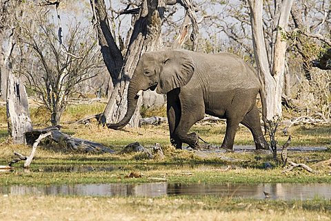 African Bush Elephant (Loxodonta africana), Moremi Wildlife Reserve, Botswana, Africa