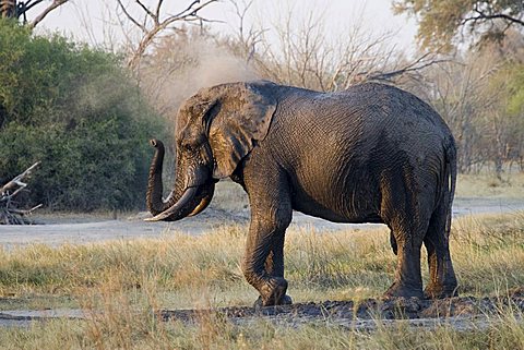 African Bush Elephant or Savanna Elephant (Loxodonta africana), Moremi Game Reserve, Botswana, Africa