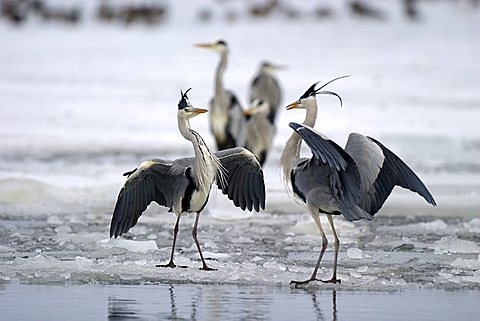 Grey Herons (Ardea cinerea) fighting on a frozen lake, Usedom Island, Mecklenburg-Western Pomerania, Germany, Europe