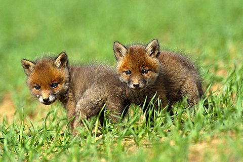 Red Fox (Vulpes vulpes) puppies