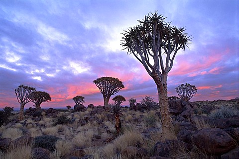 Quiver Tree Forest (Aloe dichotoma), sunrise, Gariganus Farm, near Keetmanshoop, Namibia, Africa