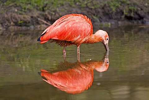 Scarlet Ibis (Eudocimus ruber), Rheine Zoo, North-Rhine Westphalia, Germany, Europe