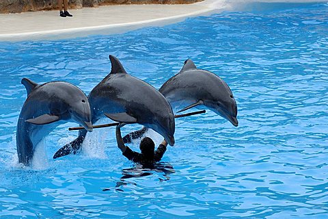 Dolphin show, Loro Parque, Puerto de la Cruz, Tenerife, Canary Islands, Spain