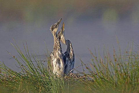 Two young Grey Herons (Ardea cinerea) standing on their nest, Rhineland-Palatinate, Germany, Europe