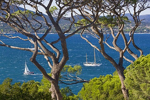 Sailing boats cruising during the sailing regatta "Les Voiles de Saint-Tropez" in the bay of Saint-Tropez, Departement Var, at the Cote d'Azur, Provence, Southern France, France