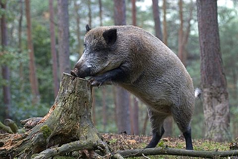 Wild Boar (Sus scrofa) leaning into tree stump in search of food, Daun Zoo, Vulkaneifel, Germany, Europe