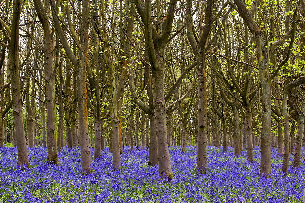 Bell flowers in spring in the woods