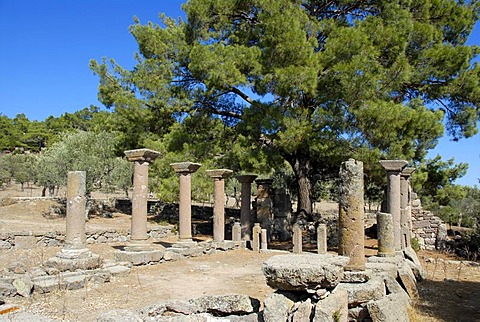 Columns and foundations, remains of an early Christian basilica under a pine tree, Halinadou, Chalinados, Lesbos, Aegean Sea, Greece, Europe