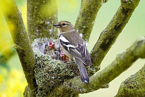 Female Chaffinch (Fringilla coelebs) feeding her young, Gillenfeld, Vulkaneifel, Germany, Europe