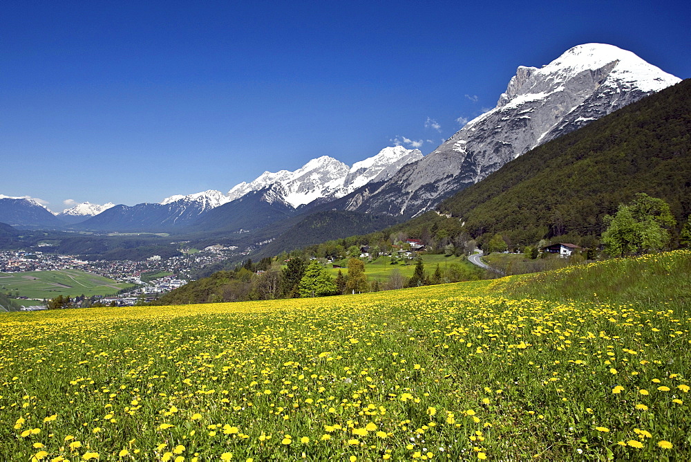 View of the Inntal valley, Telfs, Mt. Hohe Munde, Mieminger mountain range, dandelion meadow, spring, Tyrol, Austria, Europe