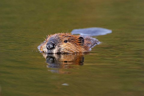 Beaver (Castor canadensis)