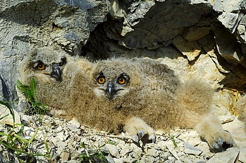 Eagle owls (Bubo bubo) nestling