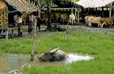 Water buffalo, Burma, Myanmar, Asia