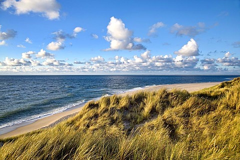 Dunes on Lister Ellenbogen, north-western edge of the island, Sylt Island, North Frisia, Schleswig-Holstein, Germany, Europe