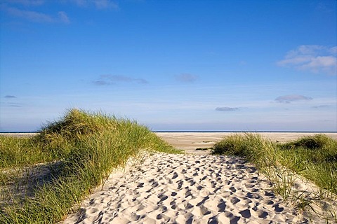 Dunes near Wittduen, Amrum, North Frisia, Schleswig-Holstein, Germany, Europe