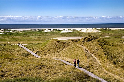Dunes near Norddorf, Amrum, North Frisia, Schleswig-Holstein, Germany, Europe