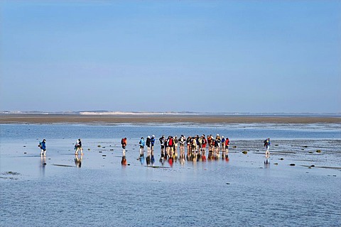 People walking across the mudflats from Foehr to Amrum, Dunsum, Foehr, North Frisia, Schleswig-Holstein, Germany