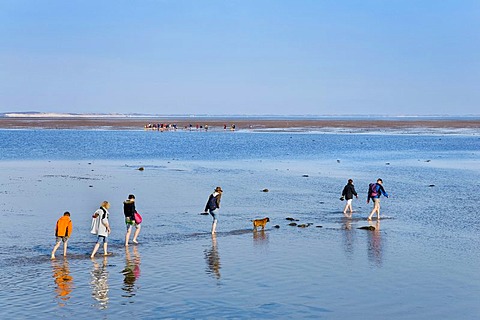 People walking across the mudflats from Foehr to Amrum, Dunsum, Foehr, North Frisia, Schleswig-Holstein, Germany