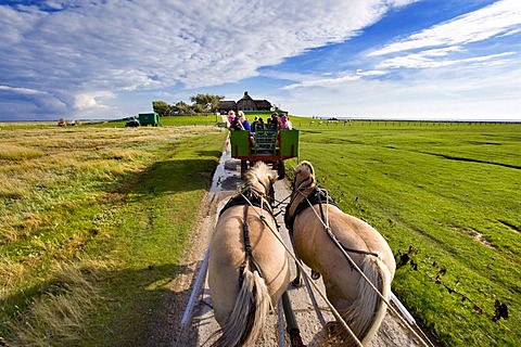 Ride with a horse-drawn carriage from Nordstrand beach to Hallig Suedfall, North Frisia, Schleswig-Holstein, Germany, Europe