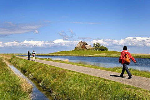 Pedestrian in front of Kirchwarft dwelling mound, Hallig Hooge, North Frisia, Schleswig-Holstein, Germany, Europe