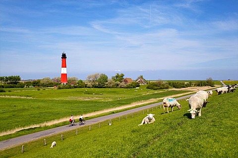 Sheep beside the lighthouse, Pellworm, Nordfriesland, Schleswig-Holstein, Deutschland