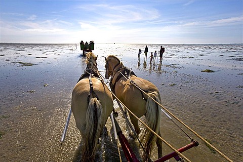 Carriage ride from Fuhlehoern to Hallig Suedfall, Nordstrand, North Frisia, Schleswig-Holstein, Germany, Europe