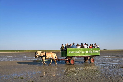 Carriage ride from Fuhlehoern to Hallig Suedfall, Nordstrand, North Frisia, Schleswig-Holstein, Germany, Europe