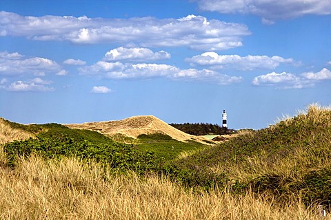 Dune landscape with a lighthouse on the Rotes Kliff cliff, Wenningstedt, North Frisia, Schleswig-Holstein, Germany, Europe