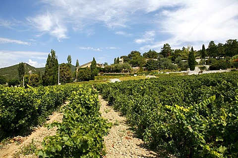 Vine, vineyard cultivation in Le Pegue, Provence, France, Europe