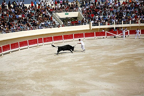 Bullfighting arena in Saintes-Maries-de-la-Mer, Camargue, Southern France, France, Europe