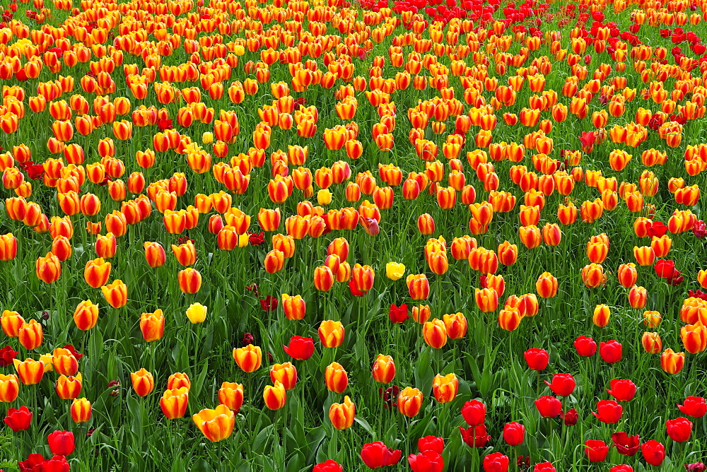 Blooming tulips (Tulipa)