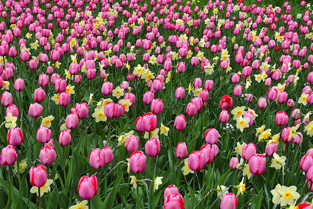 Blooming tulips (Tulipa) and daffodils