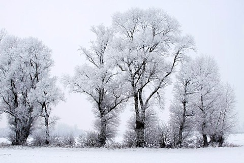 Trees covered with hoar frost in snow-covered landscape in winter, winter landscape, Oberalsterniederung nature reserve, Schleswig-Holstein, Germany