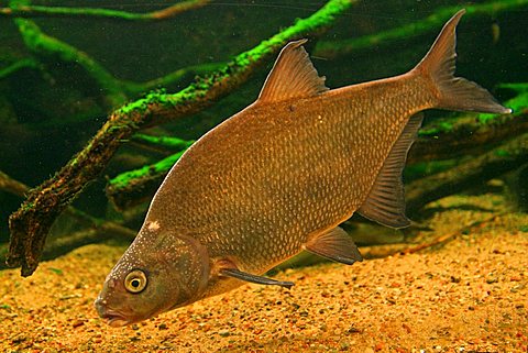 Carp Bream (Abramis brama) in an aquarium in the Mueritzeum, Germany's largest aquarium for native freshwater fish, Waren on the Mueritz, Mecklenburg-Western Pomerania, Germany, Europe