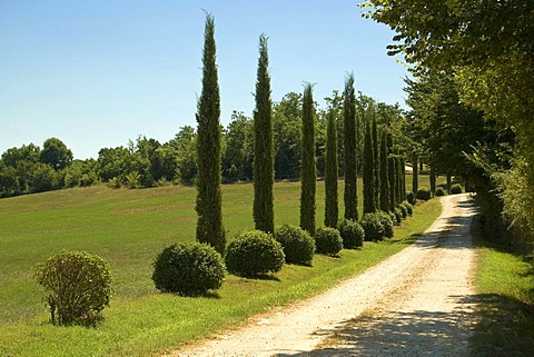 Path with young Cypresses (Cupressus), Monterrigioni, Tuscany, Italy, Europe