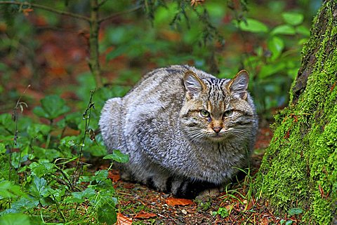 Wild cat (Felis sylvestris), enclosure zone of the Nationalpark Bayerischer Wald Bavarian Forest National Park, Bavaria, Germany, Europe