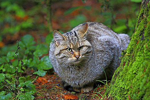 Wild cat (Felis sylvestris), enclosure zone of the Nationalpark Bayerischer Wald Bavarian Forest National Park, Bavaria, Germany, Europe