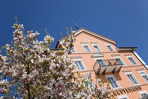 Reutemann Hotel, restaurant, Magnolia blossom (Magnolia), harbour, Lake Constance, Lindau, Bavaria, Germany