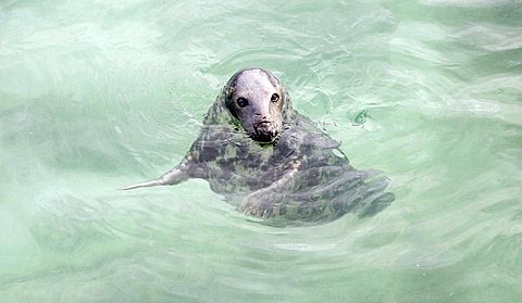 Seal, Seal Sanctuary, Gweek, Cornwall, South England, UK, Europe