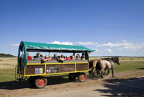 Horse-drawn carriage with passengers near Vitt, carriage, carriage ride, horses, Hiddensee Island, Mecklenburg-Western Pomerania, Germany