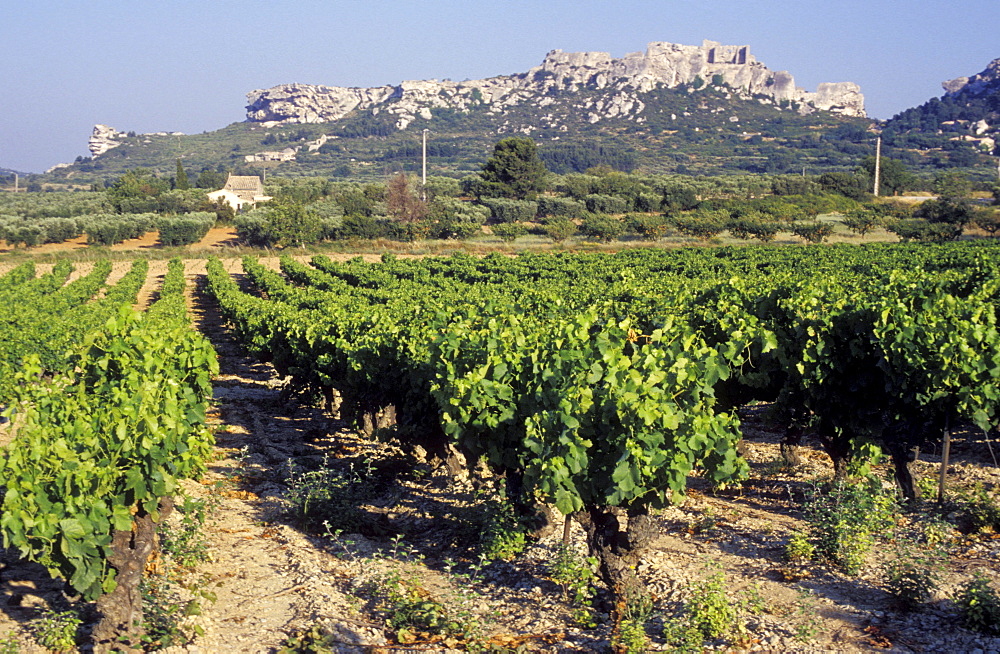 Winegrowing near Les Baux, Provence, France, Europe