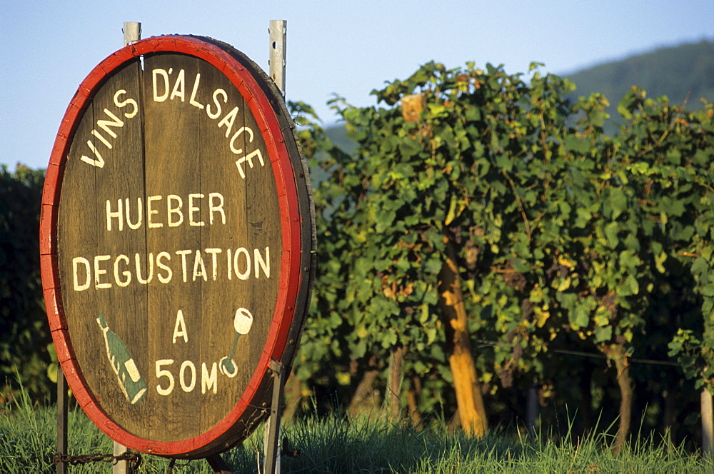 Advertising for a wine tasting, viticulture, winemaking, vineyard, vineyards, in Riquewihr, Alsace, France, Europe