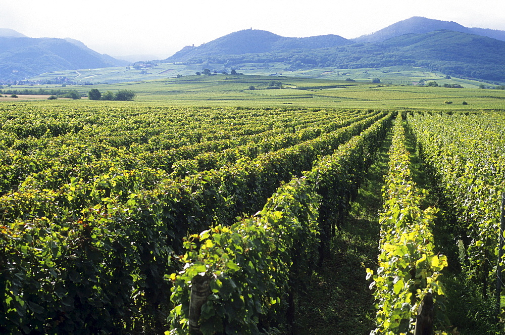 Vineyards in Ribeauville, viticulture, winemaking, vineyards, Alsace, France, Europe