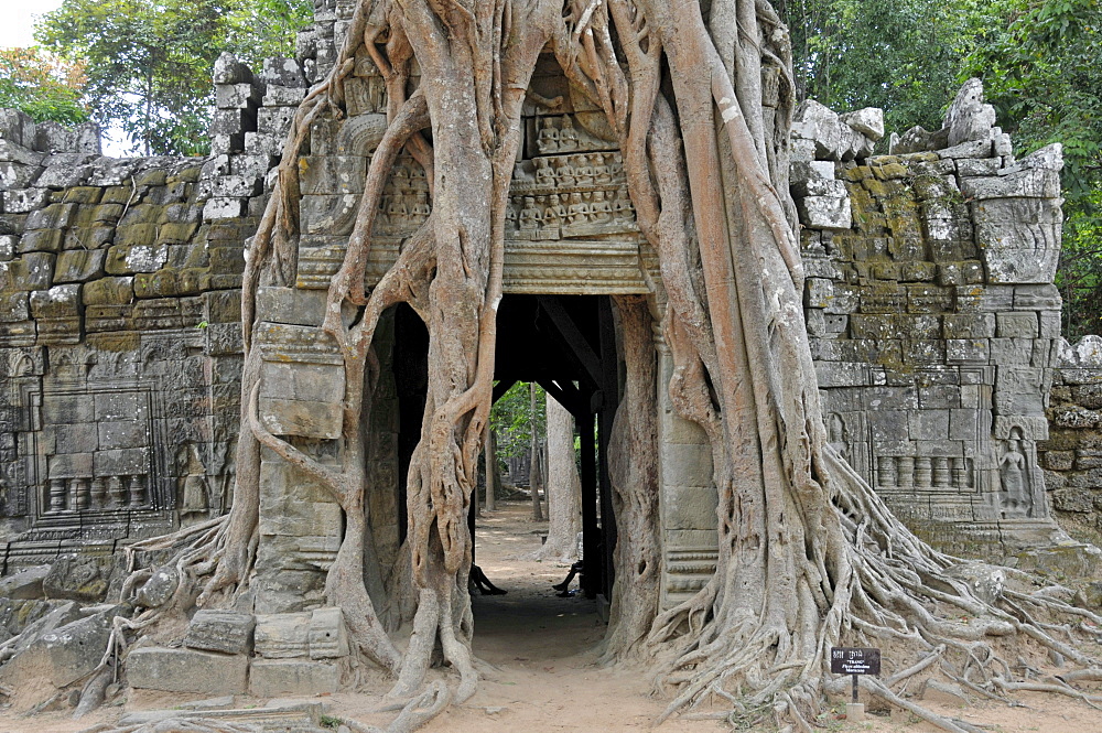 Large fig tree (Ficus altissima), Ta Som, Angkor, Cambodia, Asia