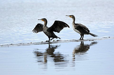 Long-tailed Cormorant (Phalacrocorax a.africanus) taking off, Lake Nakuru, Kenya, Africa