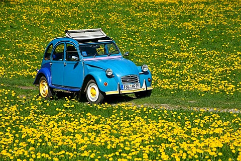 "Dolly" Citroen 2CV in dandelion Field