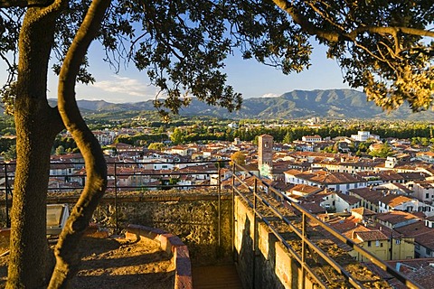 Lookout terrace on the Tower Torre Guinigi overlooking Lucca, Tuscany, Italy