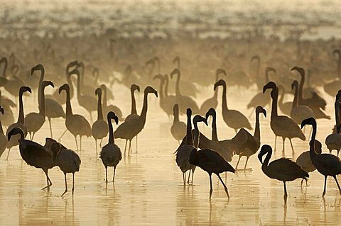 Sunrise at Lake Nakuru with thousands of flamingoes (Phoenicopterus roseus und minor), Lake Nakuru, Kenya, Africa