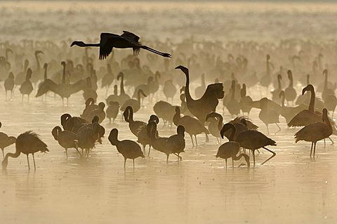 Sunrise at Lake Nakuru with thousands of flamingoes (Phoenicopterus roseus und minor), Lake Nakuru, Kenya, Africa